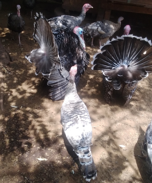 Ntashar, iL-Ngarooj _ (11)